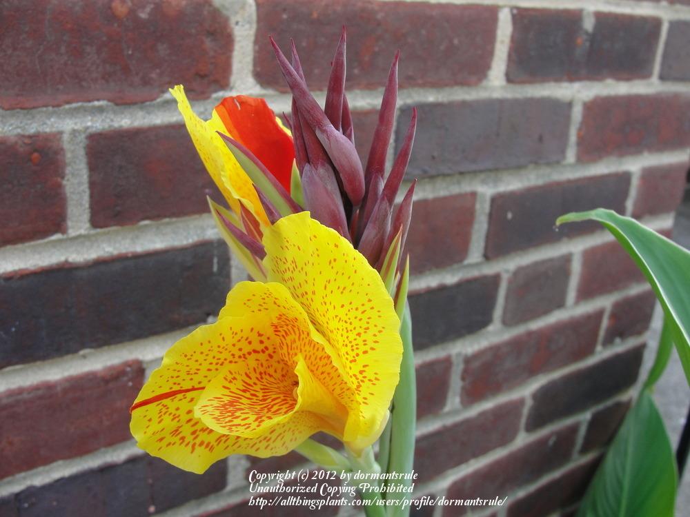 Photo of Canna Lily (Canna 'Yellow King Humbert') uploaded by dormantsrule