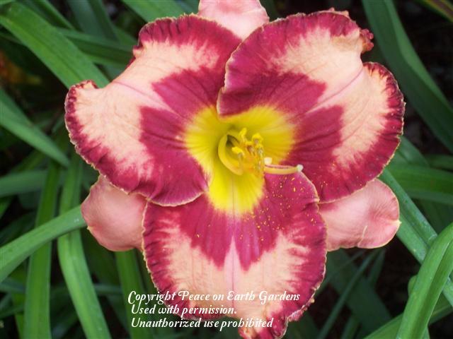 Photo of Daylily (Hemerocallis 'In Too Deep') uploaded by vic