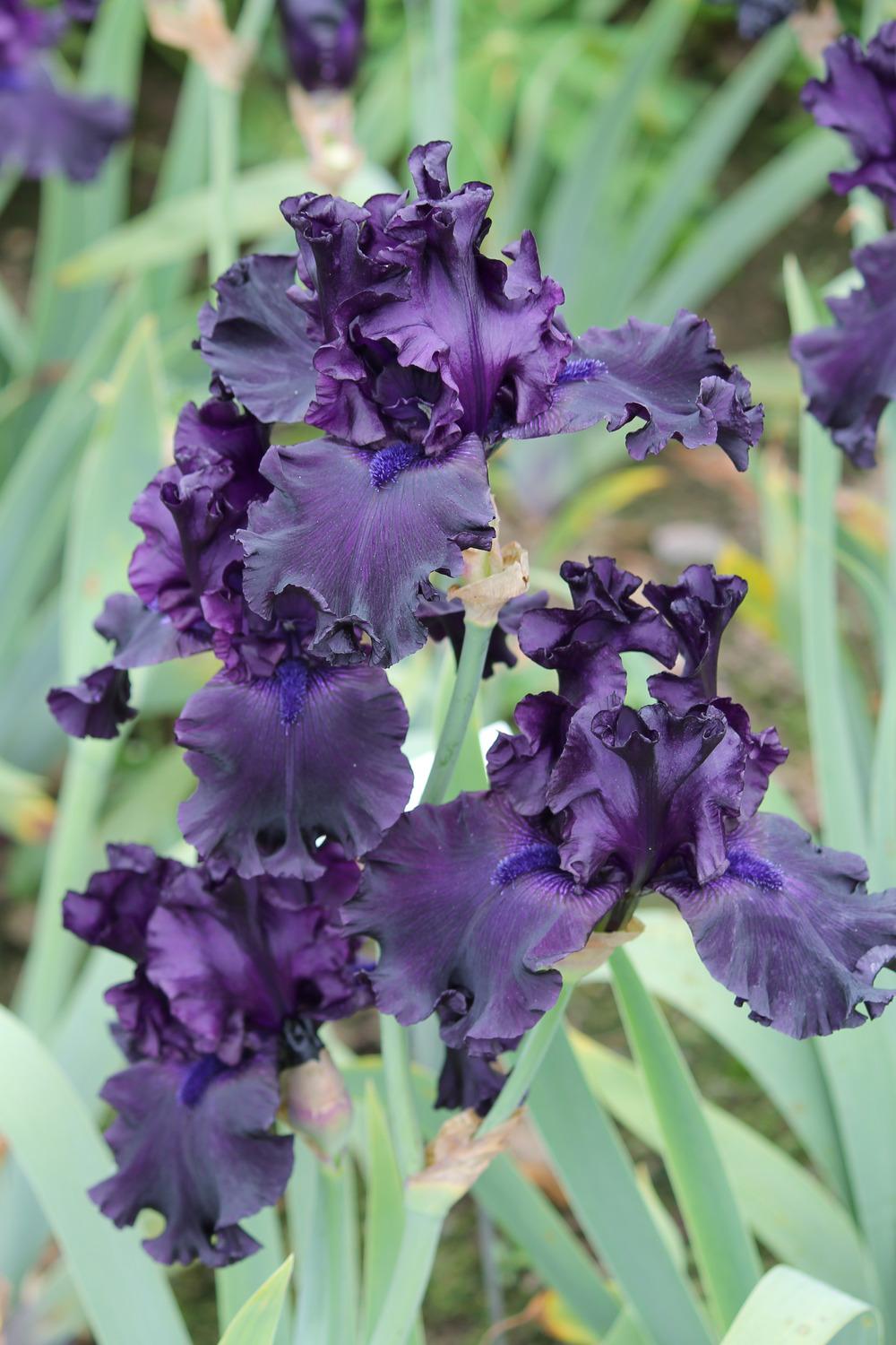 Photo of Tall Bearded Iris (Iris 'Night Ruler') uploaded by ARUBA1334