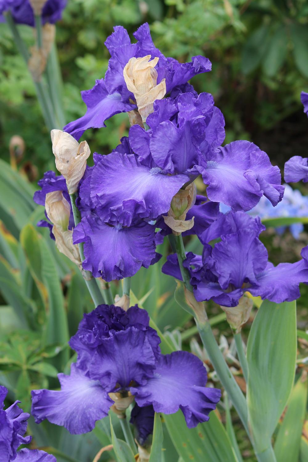 Photo of Tall Bearded Iris (Iris 'Mer du Sud') uploaded by ARUBA1334