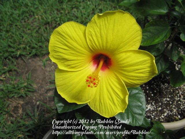 Photo of Tropical Hibiscus (Hibiscus rosa-sinensis 'Sunny Wind') uploaded by Bubbles