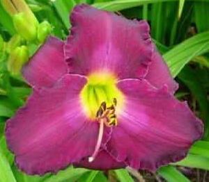 Photo of Daylily (Hemerocallis 'Purple Passage') uploaded by Joy