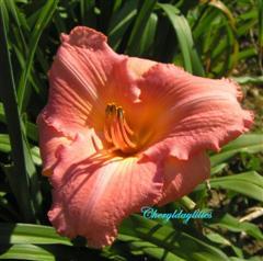 Photo of Daylily (Hemerocallis 'Pink Tropical Dawn') uploaded by Joy