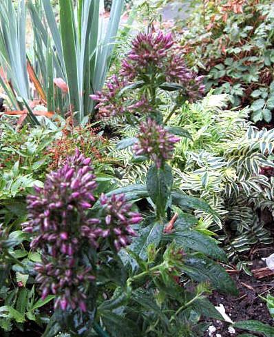 Photo of Garden Phlox (Phlox paniculata 'Mystique Black') uploaded by ge1836