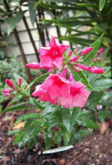 Photo of Garden Phlox (Phlox paniculata Top Shelf™ Red Caribbean) uploaded by ge1836