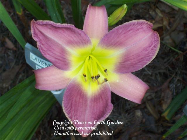 Photo of Daylily (Hemerocallis 'Lavender Deal') uploaded by vic