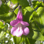 Asarina scandens \"Mystic Rose\" individual bloom