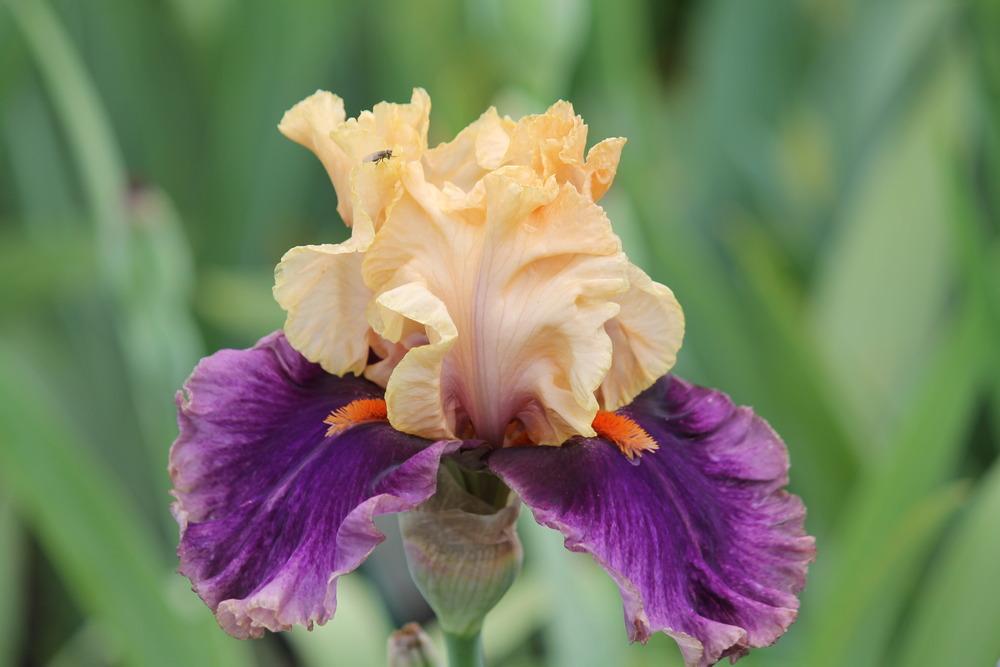 Photo of Tall Bearded Iris (Iris 'Hollywood Lights') uploaded by ARUBA1334