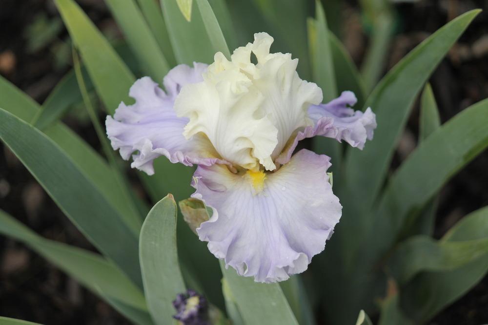 Photo of Tall Bearded Iris (Iris 'Enchanted Way') uploaded by ARUBA1334