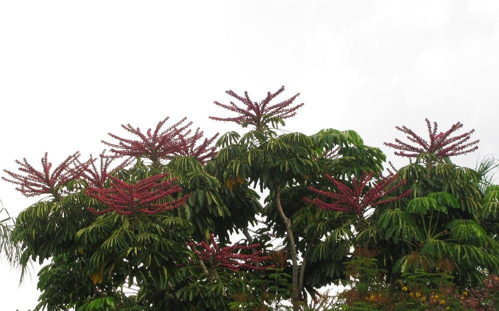 Photo of Umbrella Tree (Heptapleurum actinophyllum) uploaded by Dutchlady1