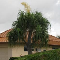 Location: Southwest Florida
Date: July 2012
Large specimen plant in bloom.