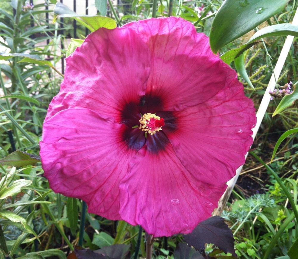 Photo of Hybrid Hardy Hibiscus (Hibiscus 'Plum Crazy') uploaded by Ispahan