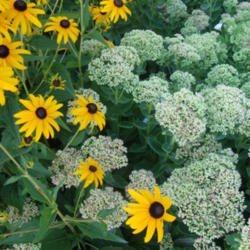 Location: With Rudbeckia Goldstrum
Date: 2012-07-28