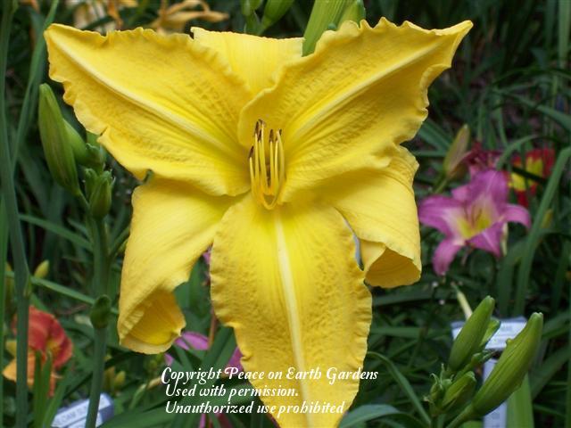 Photo of Daylily (Hemerocallis 'Look Here Mary') uploaded by vic