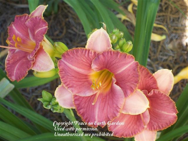 Photo of Daylily (Hemerocallis 'Lillian's Tears and Roses') uploaded by vic