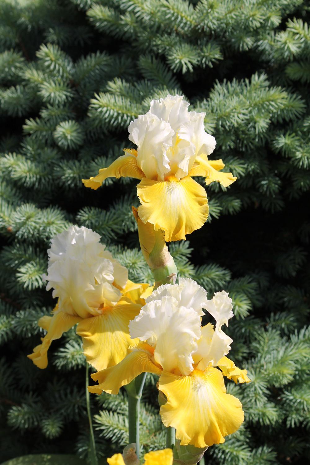 Photo of Tall Bearded Iris (Iris 'Alpine Harmony') uploaded by ARUBA1334