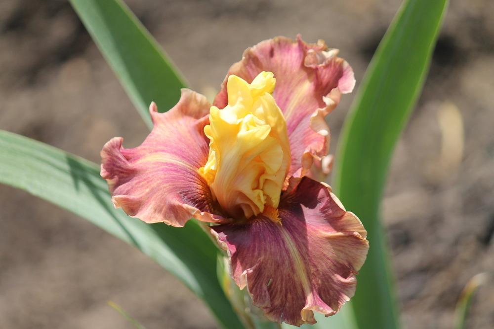 Photo of Tall Bearded Iris (Iris 'Sweet Svengali') uploaded by ARUBA1334