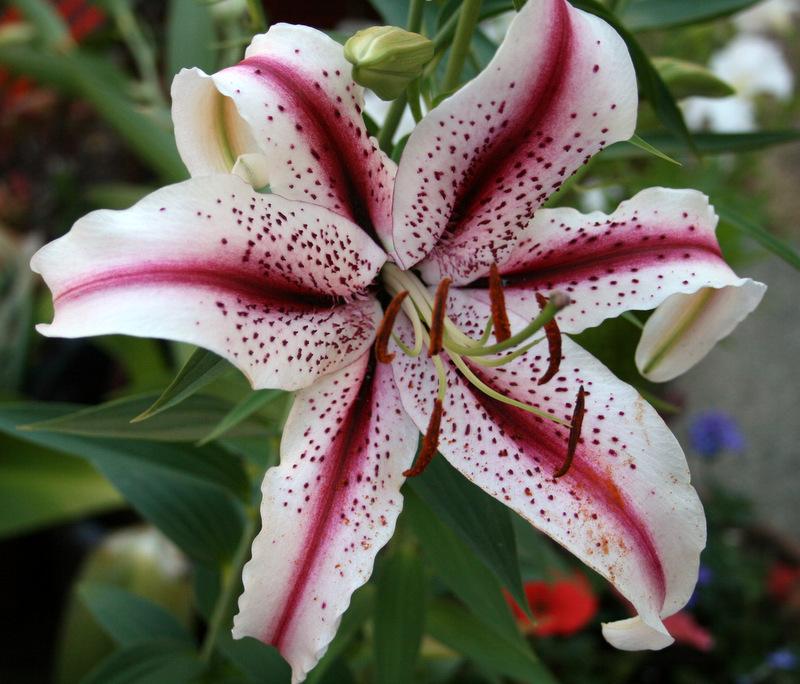 Photo of Oriental Lily (Lilium 'Dizzy') uploaded by Calif_Sue