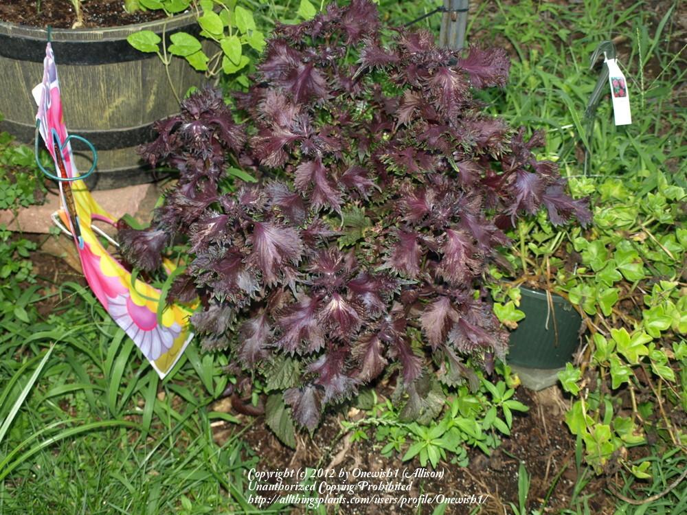 Photo of Beefsteak Plant (Perilla frutescens var. frutescens) uploaded by Onewish1