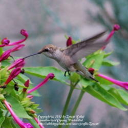Location: West Valley City, UT
Date: 2011-08-03
This plant is a Hummingbird magnet. The flowers aren't even open 