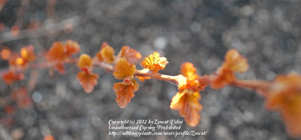 Photo of Eastern Ninebark (Physocarpus opulifolius 'Center Glow') uploaded by Zencat
