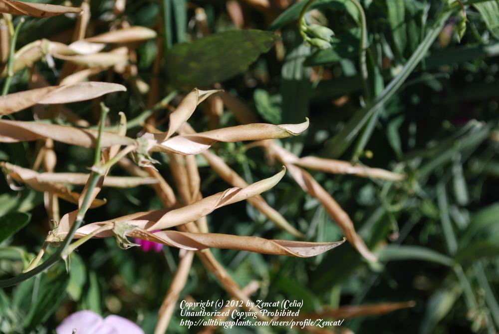 Photo of Perennial Sweet Pea (Lathyrus latifolius) uploaded by Zencat
