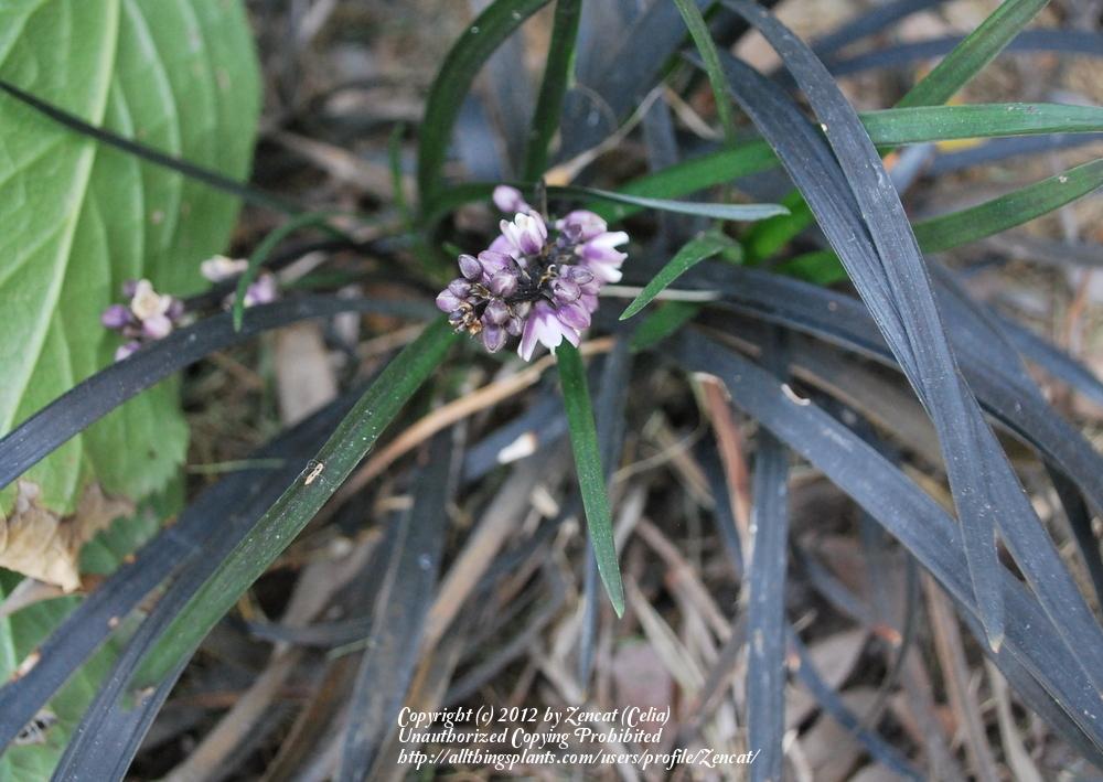 Photo of Black Mondo Grass (Ophiopogon planiscapus 'Kokuryu') uploaded by Zencat
