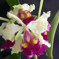Location: 129 tuxford road; starkville, ms
Date: 2012-07-27
C. Hardyana 'Exotic Orchids' x self