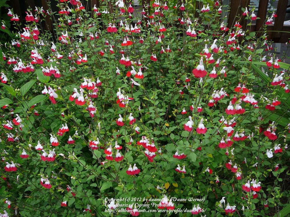 Photo of Blackcurrant Sage (Salvia microphylla 'Hot Lips') uploaded by duane456