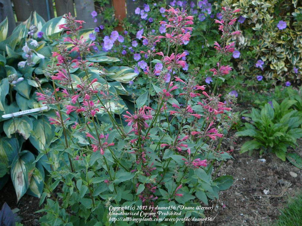 Photo of Giant Hyssop (Agastache 'Raspberry Summer') uploaded by duane456