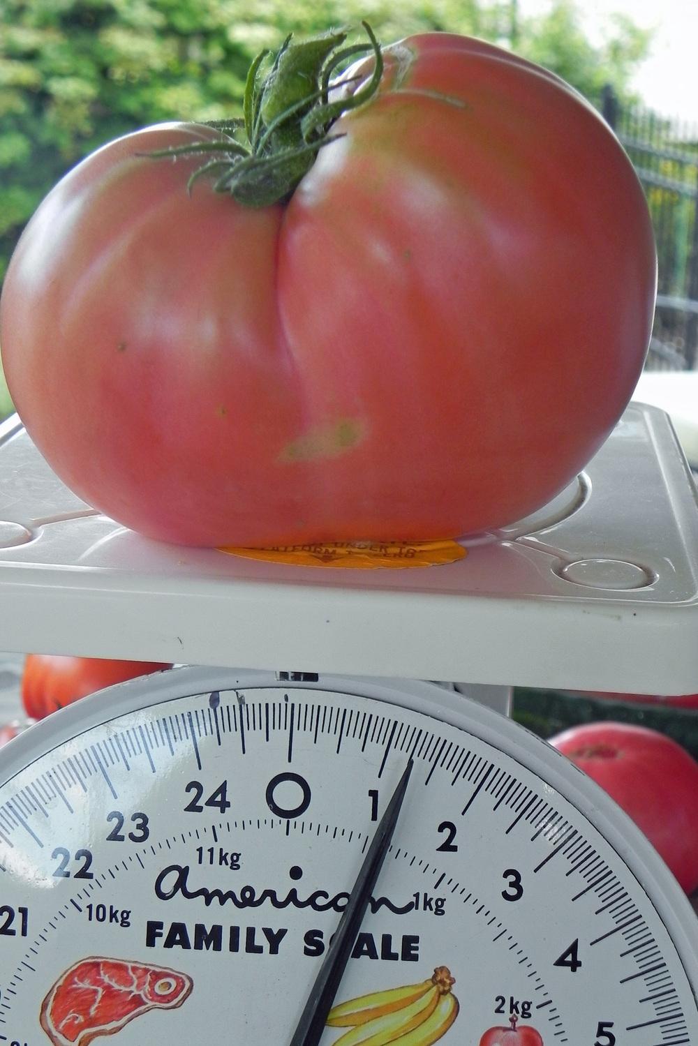 Photo of Tomato (Solanum lycopersicum 'Monkey Ass') uploaded by paulgrow