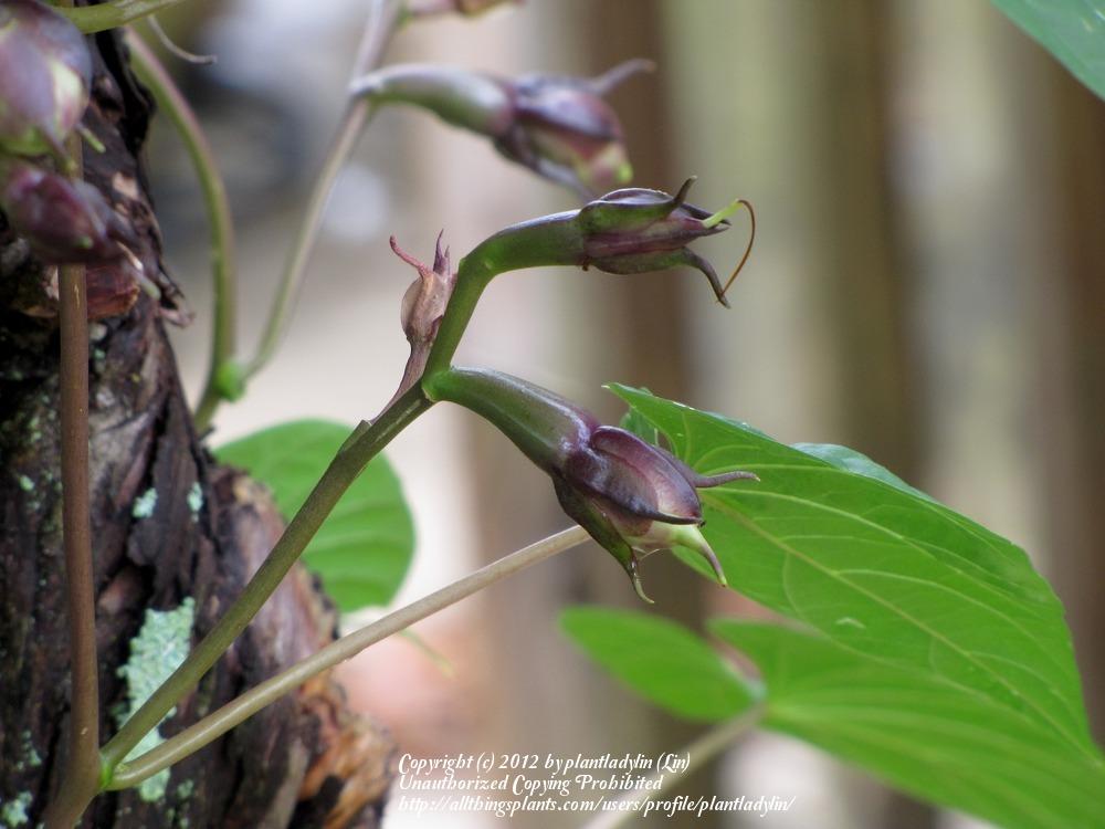 Photo of Moonflower (Ipomoea alba) uploaded by plantladylin