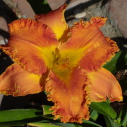 Location: My garden in Bakersfield, CA
Date: 2012-07-26 