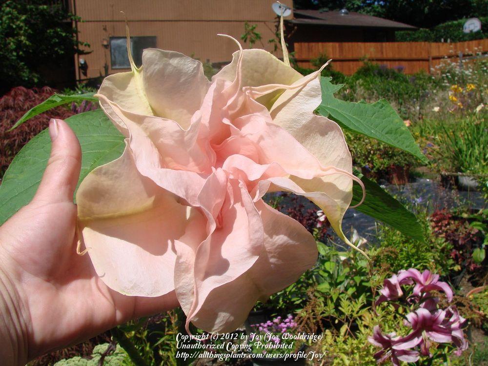 Photo of Angel Trumpet (Brugmansia 'Day Dreams') uploaded by Joy