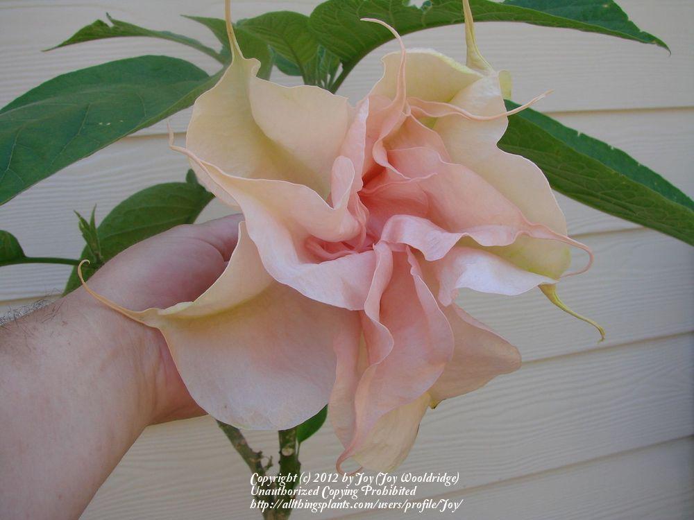 Photo of Angel Trumpet (Brugmansia 'Day Dreams') uploaded by Joy