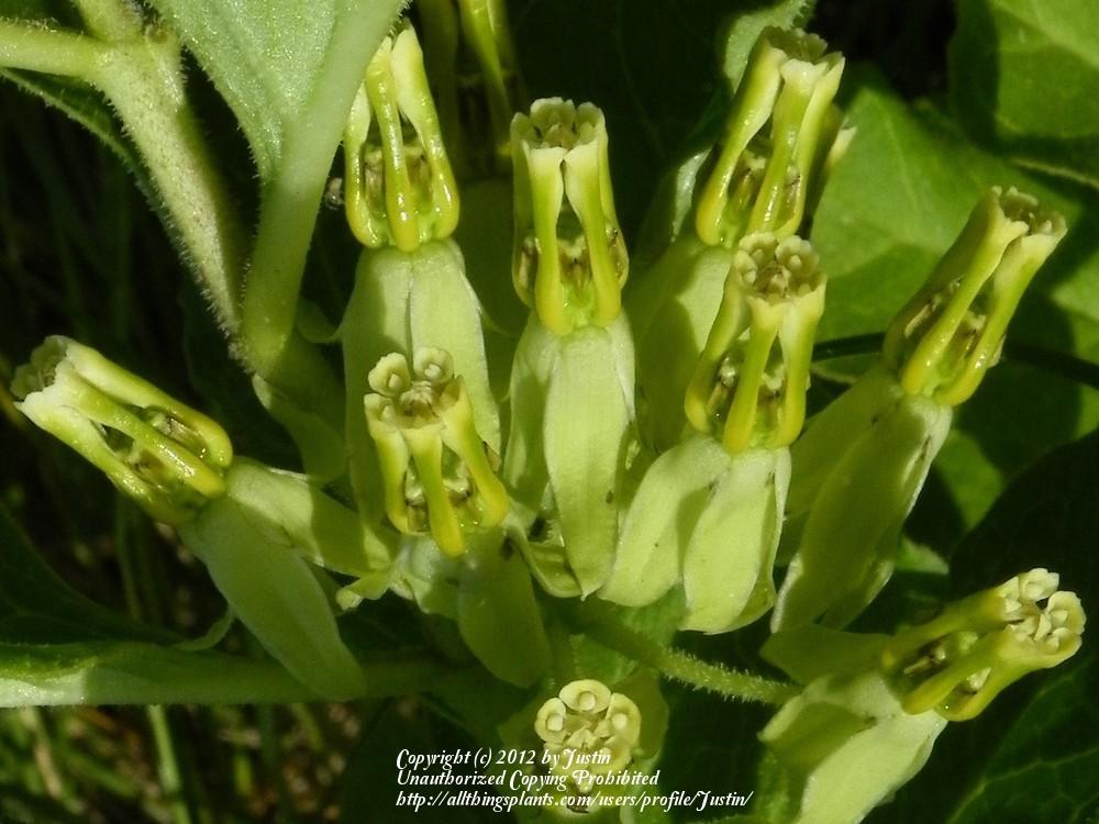 Photo of Zizotes milkweed (Asclepias oenotheroides) uploaded by Justin