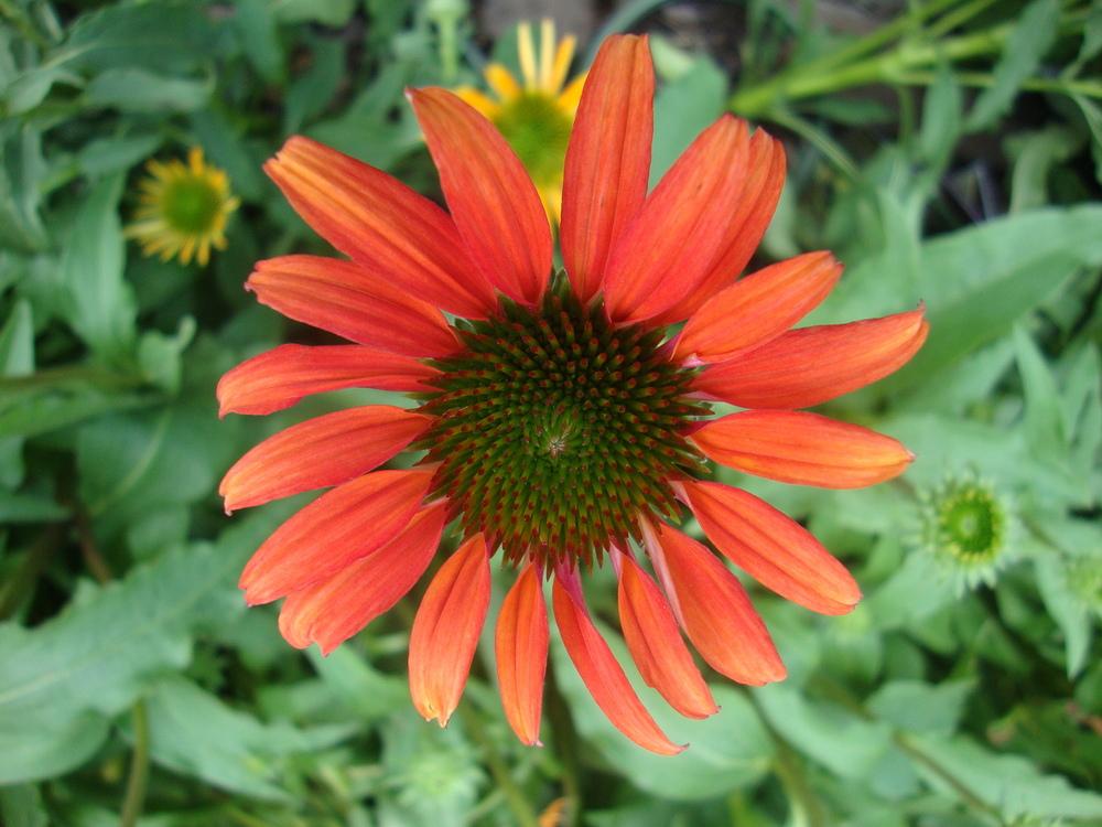 Photo of Coneflower (Echinacea 'Tomato Soup') uploaded by Paul2032