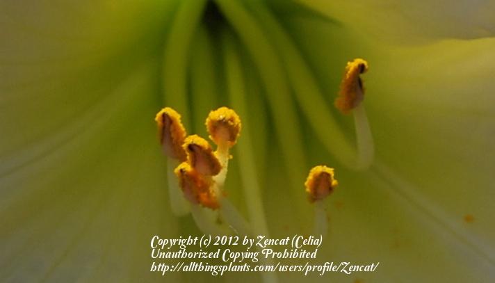 Photo of Daylily (Hemerocallis 'Robbobeli') uploaded by Zencat