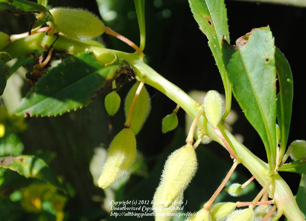 Photo of Touch-Me-Not (Impatiens balsamina) uploaded by chelle