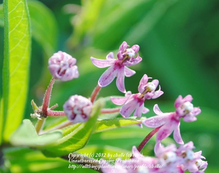 Photo of Swamp Milkweed (Asclepias incarnata) uploaded by chelle