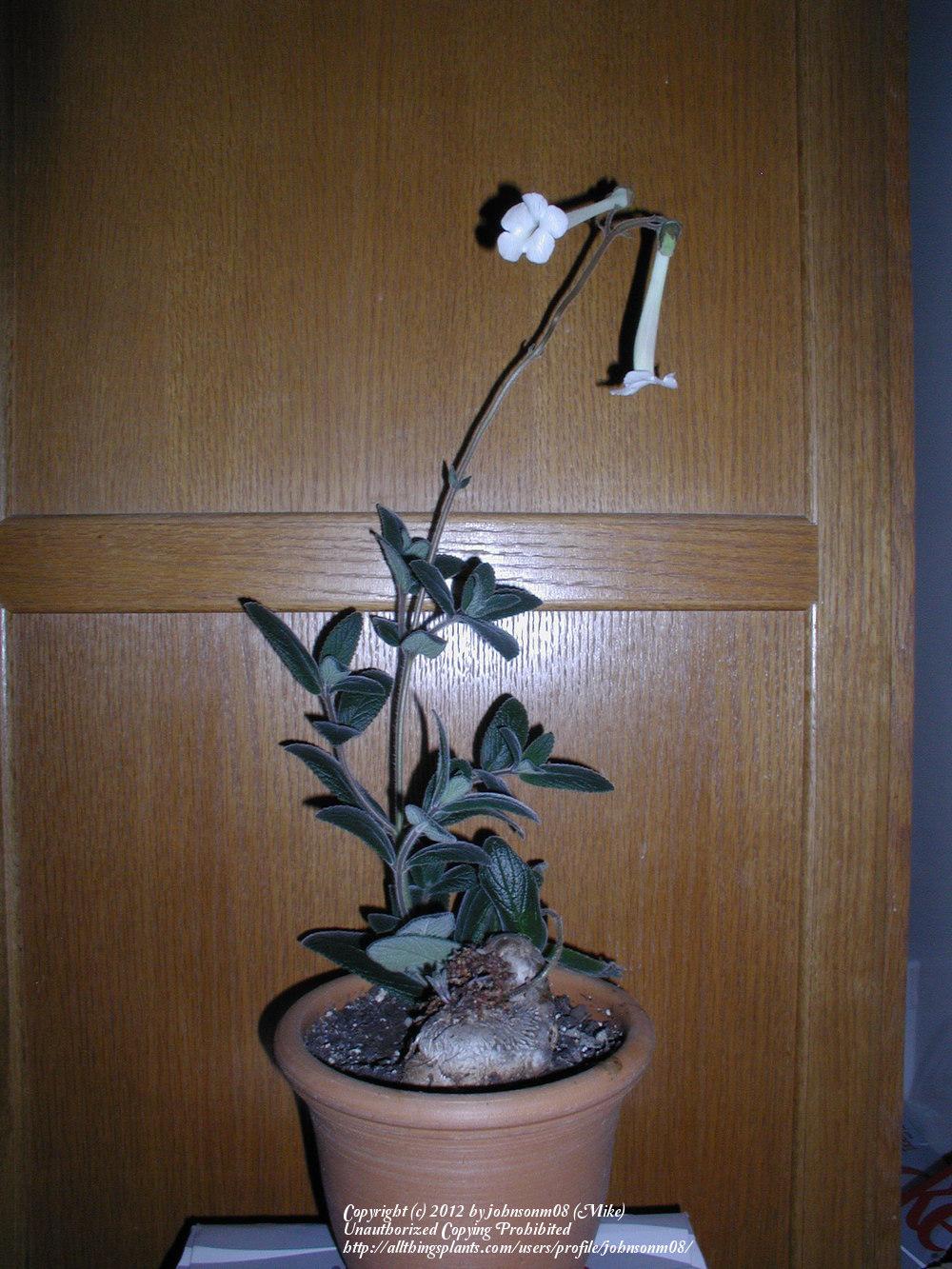 Photo of Hardy White Gloxinia (Sinningia tubiflora) uploaded by johnsonm08