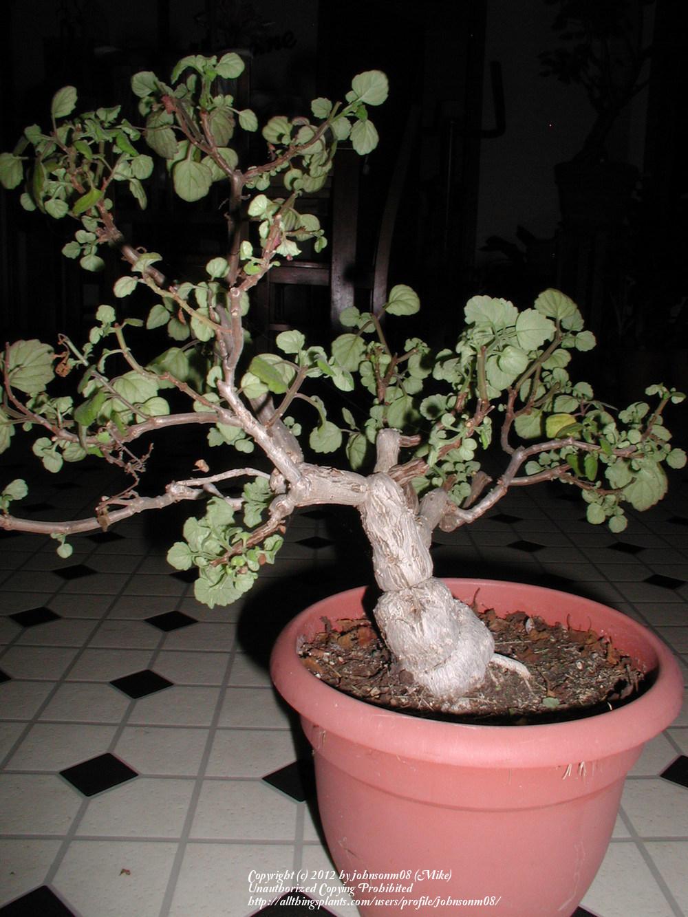 Photo of Bonsai Mint (Plectranthus ernstii) uploaded by johnsonm08