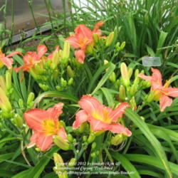 Location: Perfect Perennials daylily garden York, PA
Date: 2012-07-14