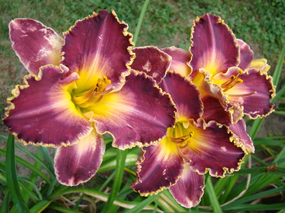 Photo of Daylily (Hemerocallis 'Spacecoast Dark Obsession') uploaded by nh4me