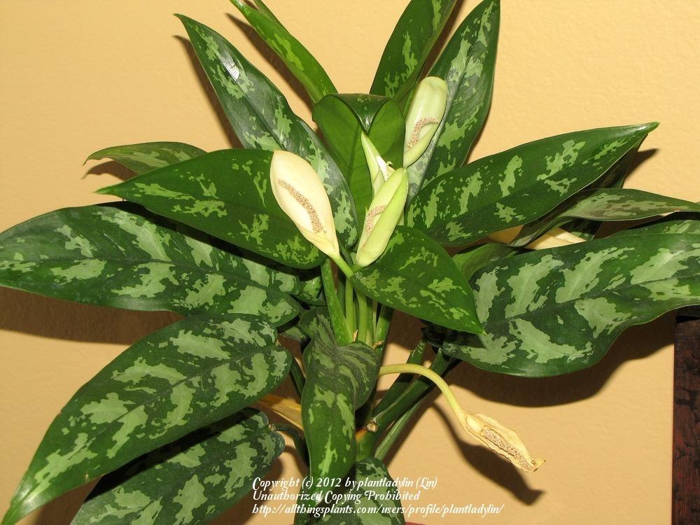 Photo of Chinese Evergreen (Aglaonema commutatum) uploaded by plantladylin