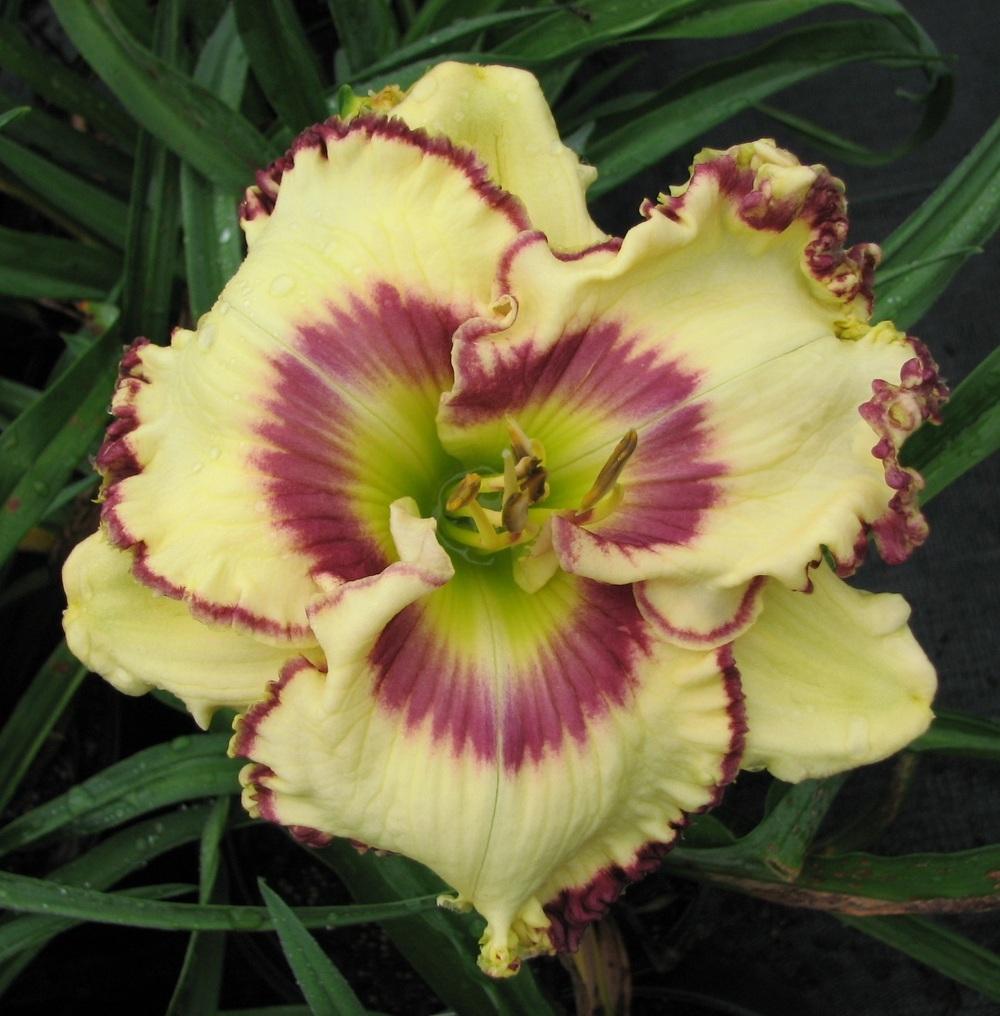 Photo of Daylily (Hemerocallis 'Jump up and Kiss Me') uploaded by tink3472
