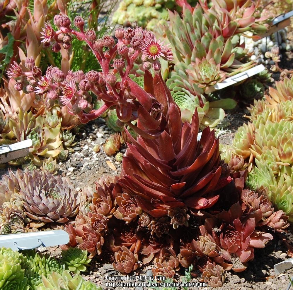 Photo of Hen and Chicks (Sempervivum 'Pacific Devil's Food') uploaded by valleylynn