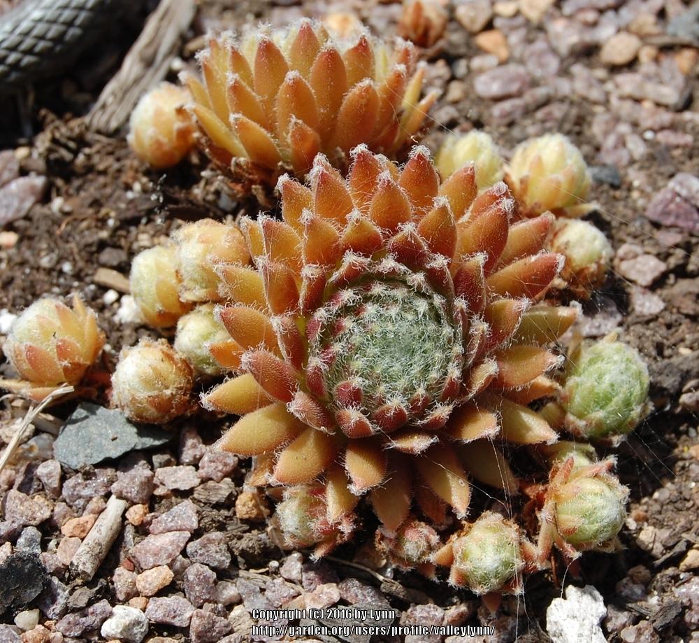 Photo of Hen and Chicks (Sempervivum 'Pacific Grace') uploaded by valleylynn