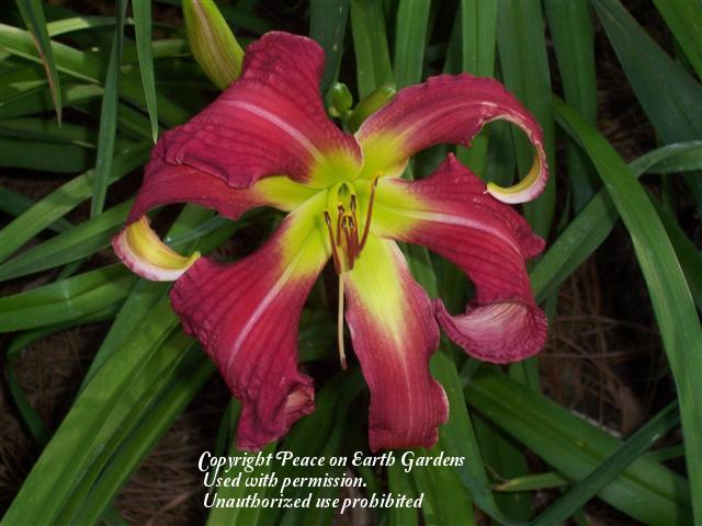 Photo of Daylily (Hemerocallis 'Nathan Sommers') uploaded by vic