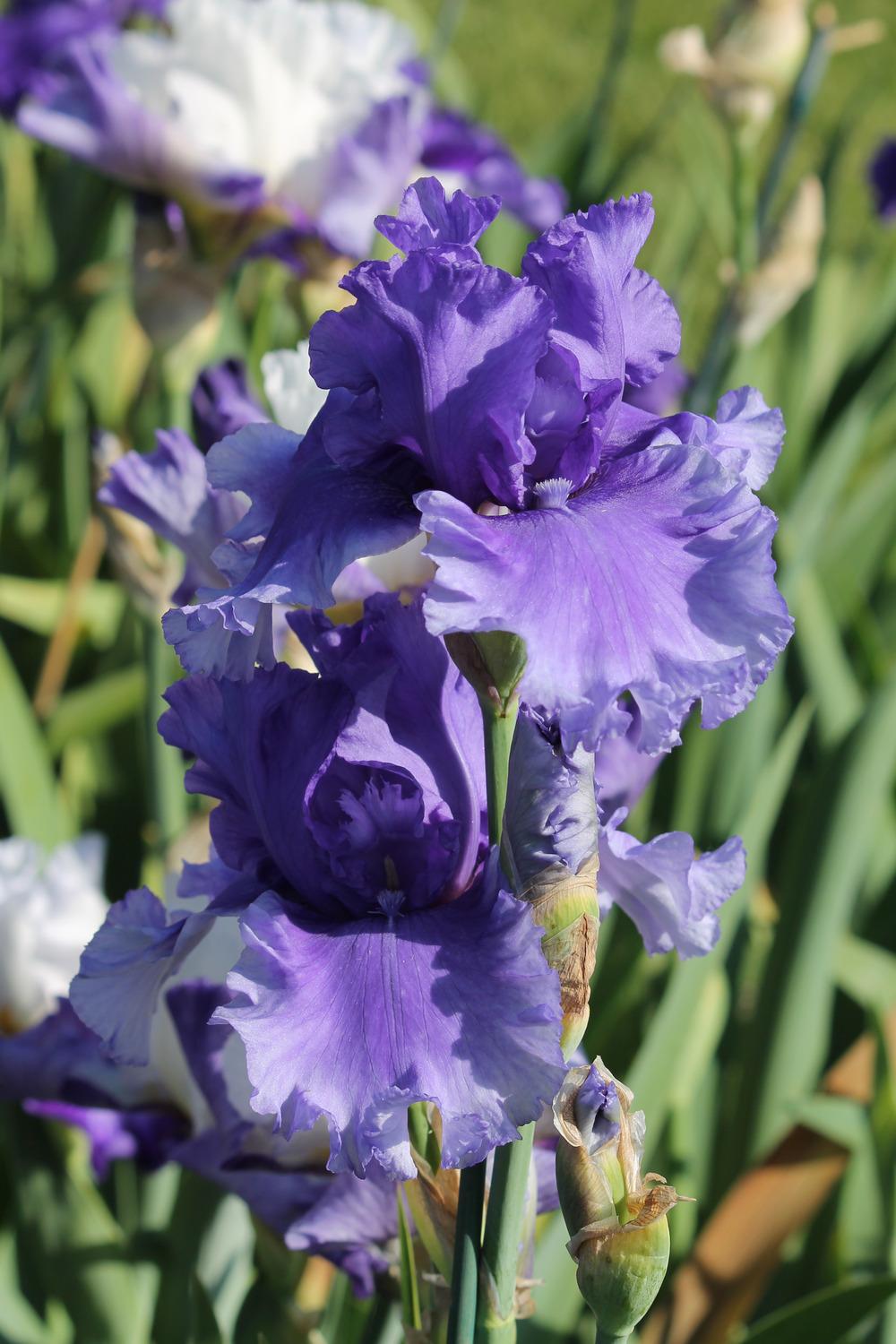 Photo of Tall Bearded Iris (Iris 'Honky Tonk Blues') uploaded by ARUBA1334